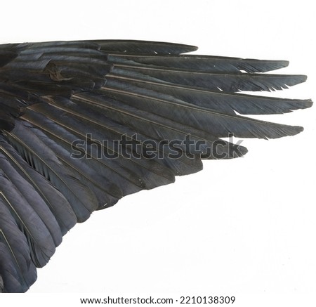 black crow wing closeup isolated.black crow feather texture for background