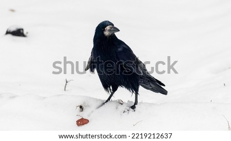 Black crow in the winter park on the snow