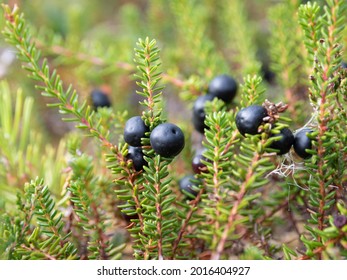 Black Crowberry At Boreal Forest Swamp