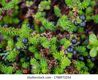 Black Crowberry With Green Leaves