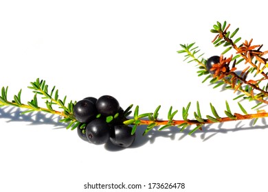 Black Crowberry On White Background