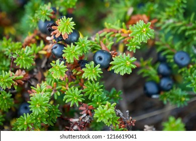 Black Crowberry On White Sea Bay, Russia