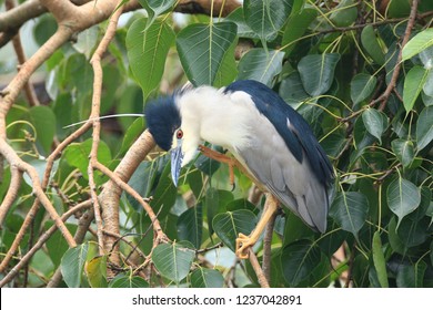 Black Crown Night Heron (Nycticorax Nycticorax) Chandragadhi, Jhapa District,  
Eastern Nepal