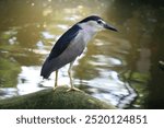 Black Crown Night Heron starring at the pond in Bali Bird Park