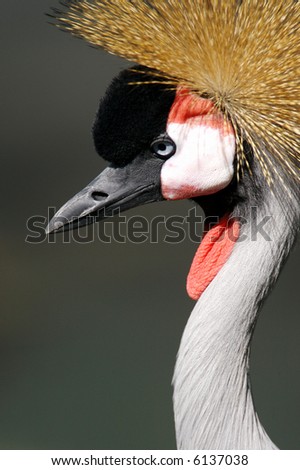 Similar – Image, Stock Photo suspicion Bird Zoo