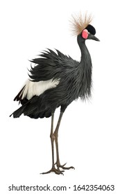 Black Crowned Crane, Balearica pavonina, 15 years old, standing against white background