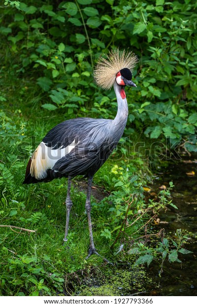 The Black Crowned Crane, Balearica\
pavonina is a bird in the crane family\
Gruidae.
