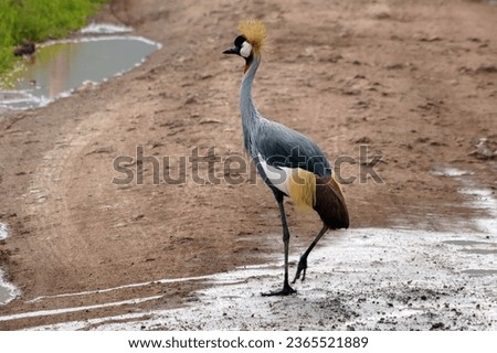 Black crowned crane (Balearica pavonine) - Ngorogoro National Park - Tanzania