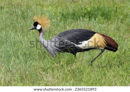 Black crowned crane (Balearica pavonine) - Ngorogoro National Park - Tanzania