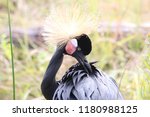 Black Crowned Crane at International Crane Foundation