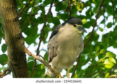 Black Crowned Heron, Jackson Park, Chicago, Illinois.