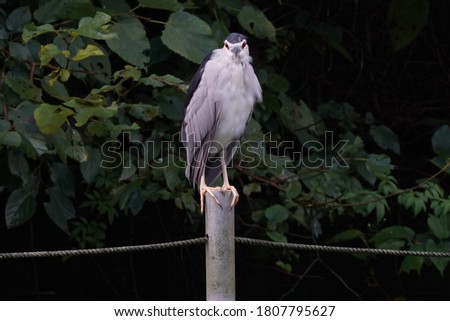   black crowned heron is on pole                             
