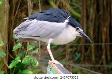 A black crowned heron sits on a sign in the park.