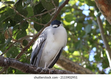 Black Crowned Heron Staying Warm In Florida