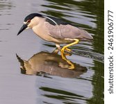 A Black Crowned Night Heron