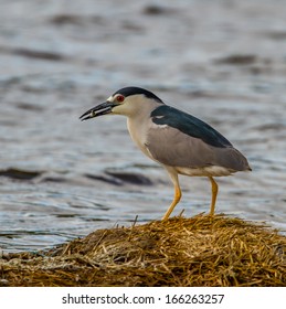 Black Crowned Night Heron