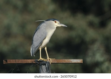 Black Crowned Night Heron