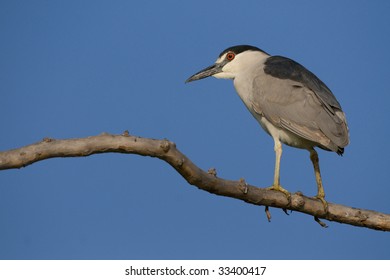 Black Crowned Night Heron