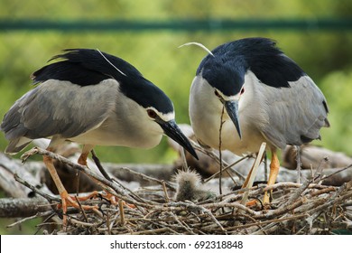 Black Crowned Night Heron