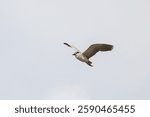 Black Crowned Night Heron bird flying with wings spread in Penang Malaysia