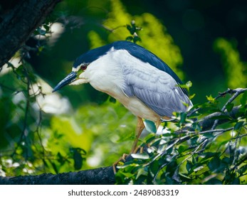 a black crowned Night Heron bird perched up in a tree branch - Powered by Shutterstock