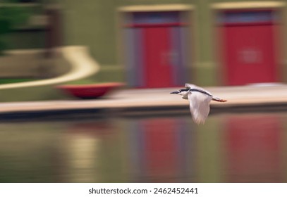Black crowned night heron is a blur of motion as it flies over a lake and past the bright red doors of a boathouse in spring. - Powered by Shutterstock