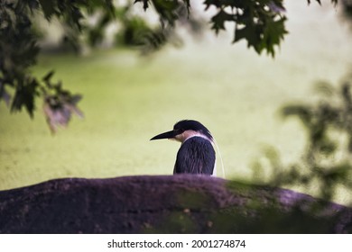 Black Crowned Night Heron Eyeing The Photographer From Behind A Rock.