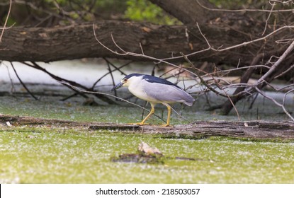 Black Crowned Night Heron Fishing