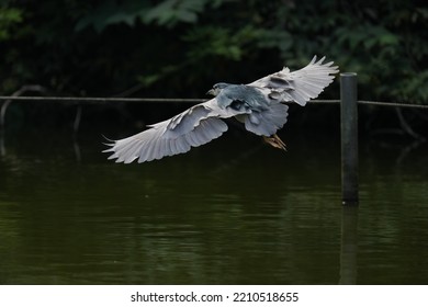 Black Crowned Night Heron In A Pond