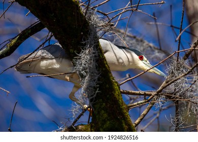 A Black Crowned Night Heron Showing Off It’s Stunning Red Eyes Atop A Mossy Cypress Tree In Wilmington, NC