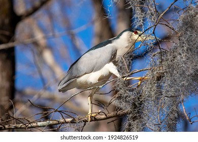 A Black Crowned Night Heron Showing Off It’s Stunning Red Eyes Atop A Mossy Cypress Tree In Wilmington, NC