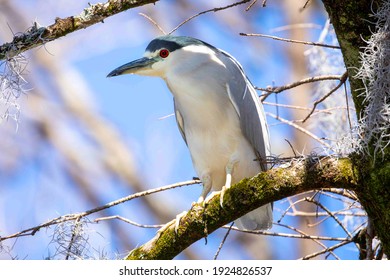 A Black Crowned Night Heron Showing Off It’s Stunning Red Eyes Atop A Mossy Cypress Tree In Wilmington, NC