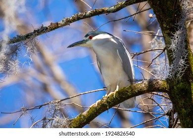 A Black Crowned Night Heron Showing Off It’s Stunning Red Eyes Atop A Mossy Cypress Tree In Wilmington, NC