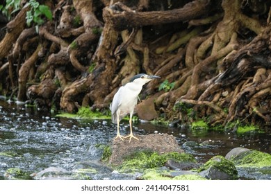 Black crowned night heron standing in a stream next to a tangle of tree roots - Powered by Shutterstock