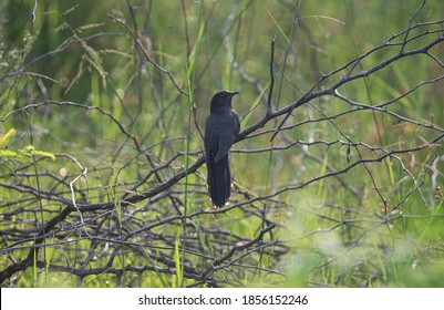 Black Cuckoo Perching In A Tree - Brood Parasite Bird