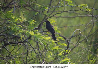 Black Cuckoo Perching In A Tree - Brood Parasite Bird