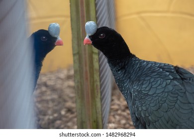 Black Curassow Looking At Its Reflection