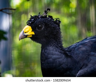 Black Curassow Portrait (Crax Alector)