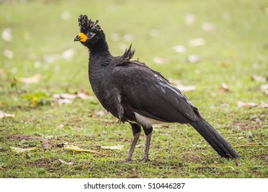 Black Curassow Standing On Lawn With Leaves