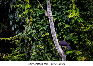 Black Curassow In Surinam