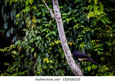 Black Curassow In Surinam