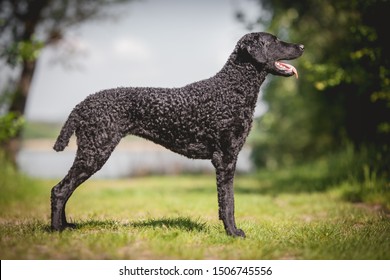 does the curly coated retriever have infectious disease