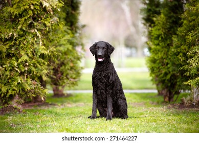 Black Curly Coated Retriever Dog