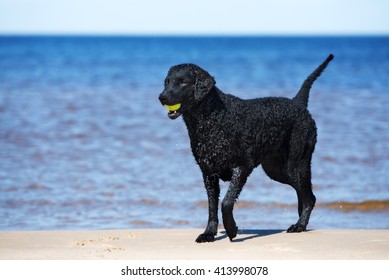 Curly coated retriever Images, Stock Photos & Vectors | Shutterstock