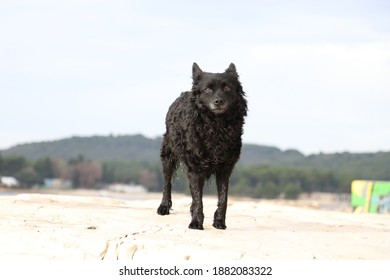 Black Curly Dog Standing Outdoor Portrait