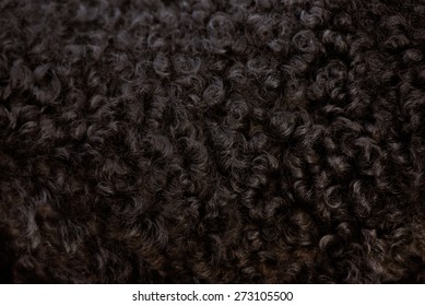 Black Curly Fur Close Up