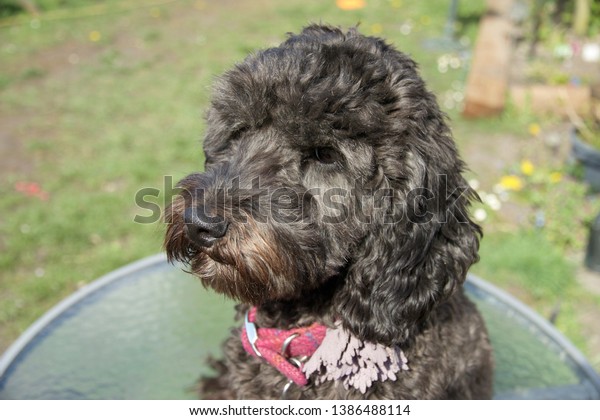 curly haired cockapoo