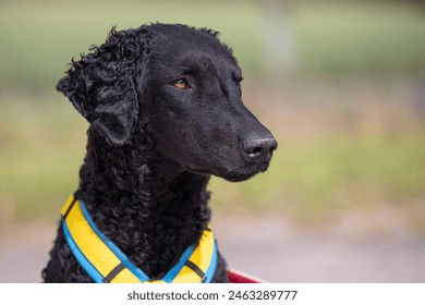 Black Curly-Coated Retriever head close up