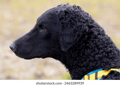 Black Curly-Coated Retriever head close up