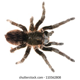 Black Curlyhair Tarantula Brachypelma Albopilosum Isolated Stock Photo ...